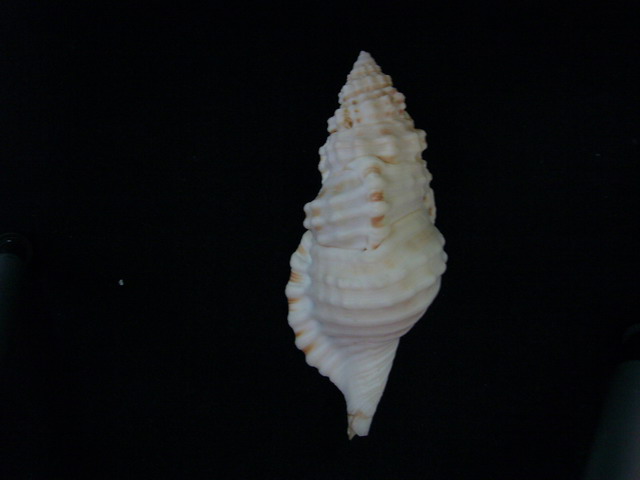 Cymatium corrugatum